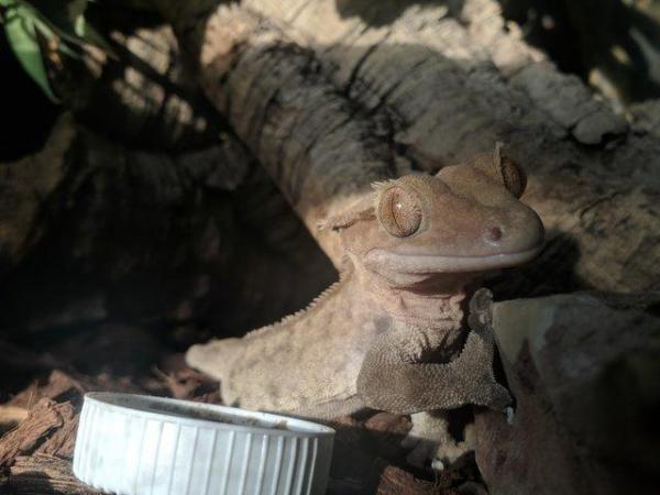 Image 5 of Adult male crested gecko looking for new home
