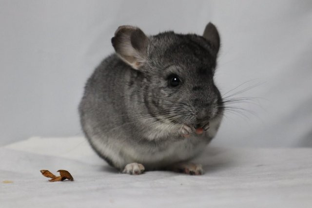 Image 1 of Chinchilla baby girl for sale