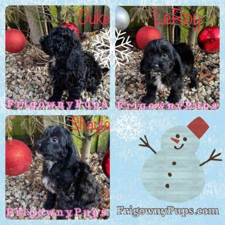 Image 1 of F1 Cockerpoo Puppies from Licensed Breeder