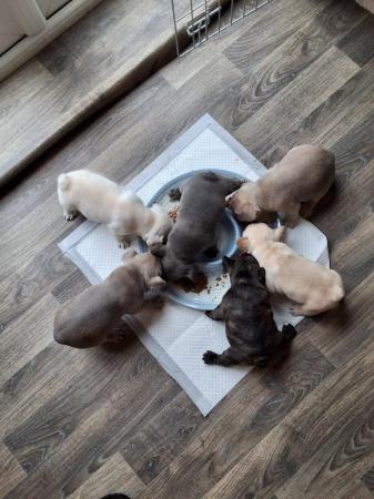 Image 3 of 3 week old French bull dog's