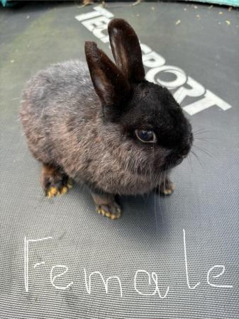 Image 5 of Male and Female Netherland Dwarf rabbits for sale