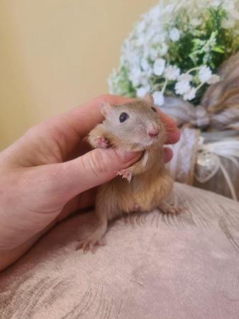 Image 1 of ***Stunning Lovable Baby Gerbils child friendly***