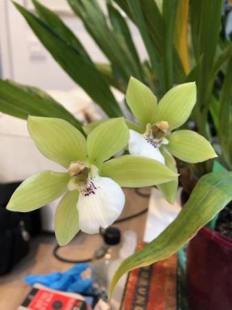 Image 1 of Orchid (indoor) plant - Pabstia jugosa x Zygopetaum