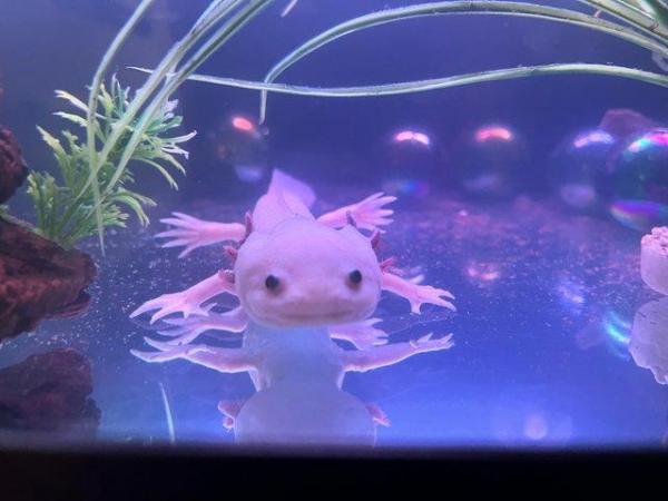 Image 4 of 2 year old Male axolotls available- various colours.