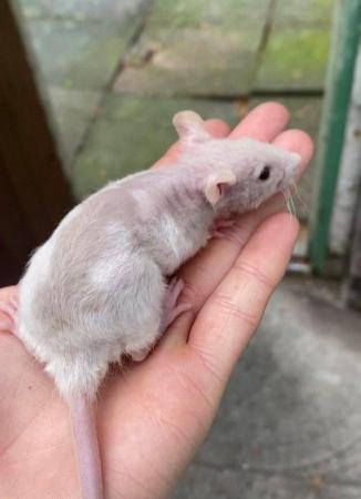 Image 3 of Baby Double Rex, Rex and Dumbo Rats