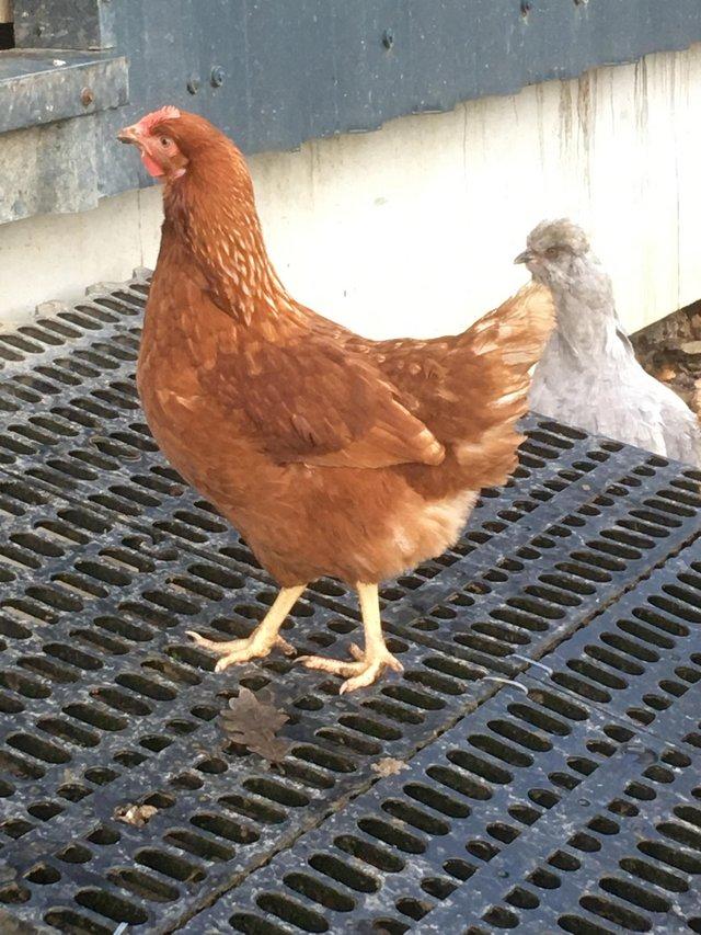 Preview of the first image of Commercial brown p.o.l. pullets.