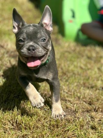 Image 1 of French Bulldog Puppies KC Registered