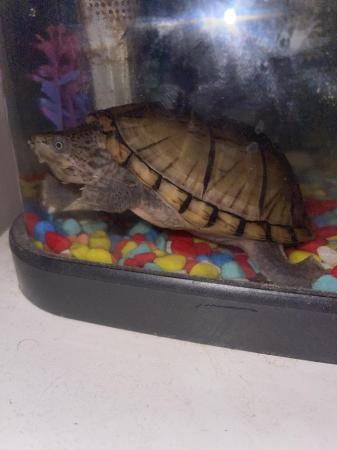 Image 4 of For sale 4years old Terrapin turtle £100