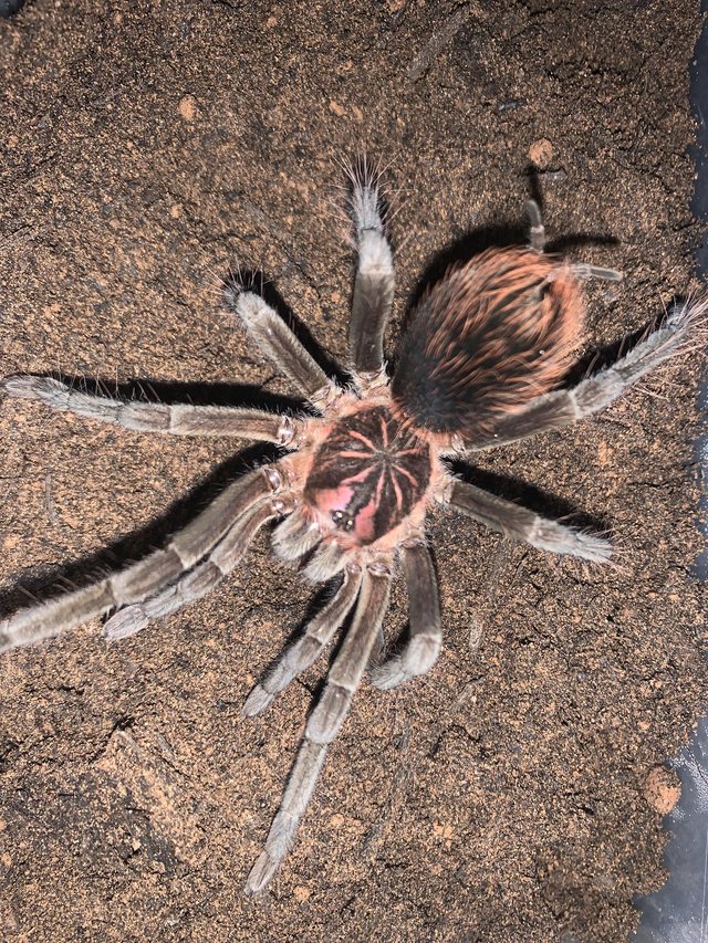 Preview of the first image of Xenesthis sp Bright tarantula for sale.