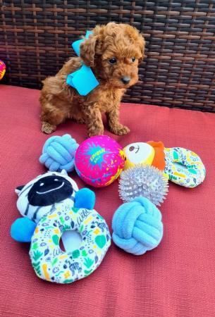 Image 15 of Red Toy Poodle puppy ??