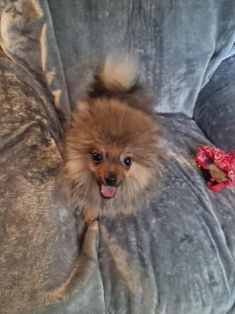 Image 3 of Pomeranian looking for a forever home