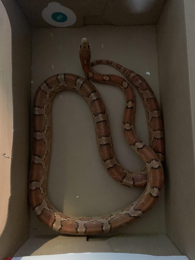 corn snake and tank with complete set up — Pets & Animals in Grays