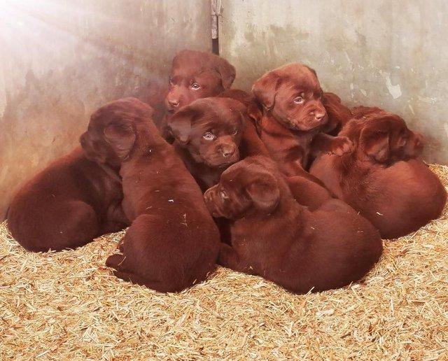 Preview of the first image of Chocolate Labrador puppies - Excellent pedigrees.