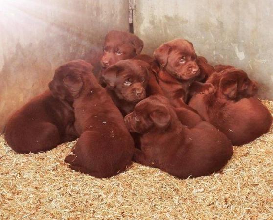 Image 1 of Chocolate Labrador puppies - Excellent pedigrees