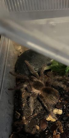 Image 3 of Tarantulas for sale to good homes only