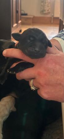 Image 2 of 1 week old Black Labrador Retriever puppies