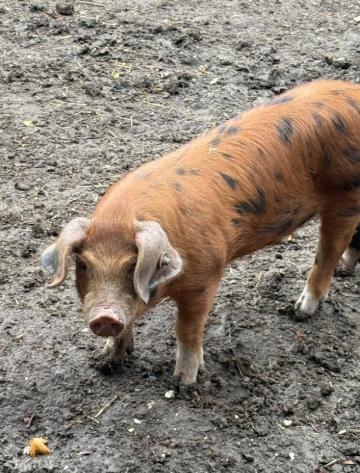 1 Pedigree Oxford Sandy and Black Growing, Breeding Boar — Pets & Animals in Saffron Walden
