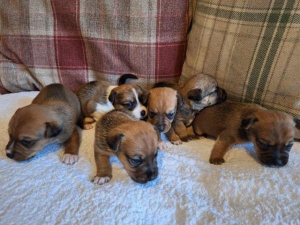 6 stunning Jack Russell puppies from a licenced breeder for sale in Thetford, Norfolk - Image 1
