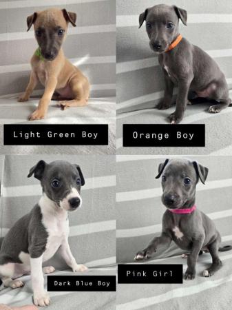 Image 16 of Beautiful whippet puppies ready to for they're new homes