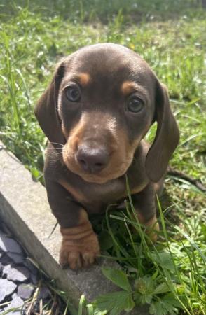 Image 1 of Beautiful Girl Dachshunds, ready to leave 8th May.