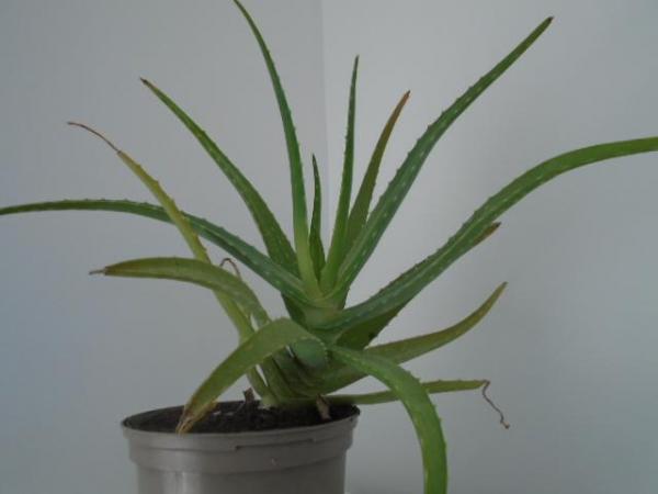 Image 1 of Aloe vera plant, mature, 17 inches high