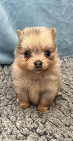 Image 12 of Beautiful Pomeranian x Chihuahua Puppies