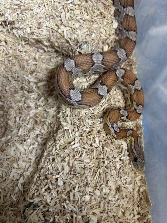 Image 4 of Various snakes corns pythons rat snakes