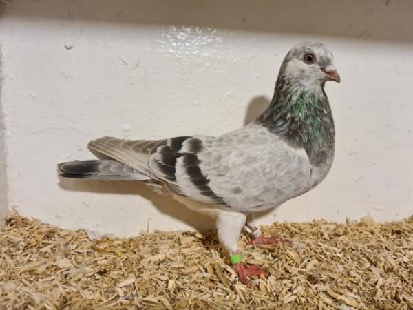 Image 1 of english highflying tippler pigeons