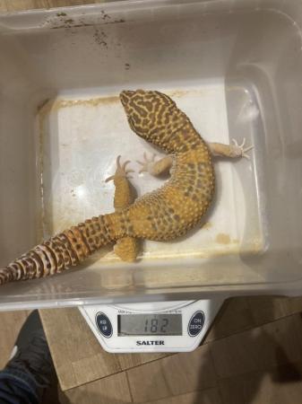 Image 4 of Leopard geckos for sale, 1 female 4 males