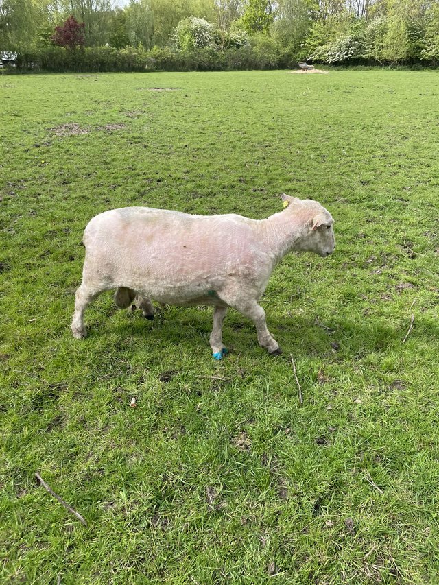Preview of the first image of Ryeland Ram Pedigree Registered 3 years..