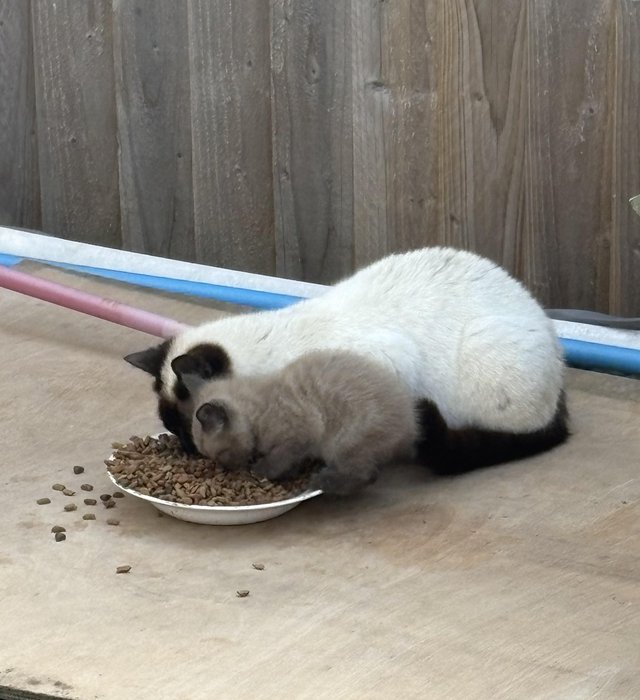 Gorgeous boy kitten for sale — photo 4 of 4