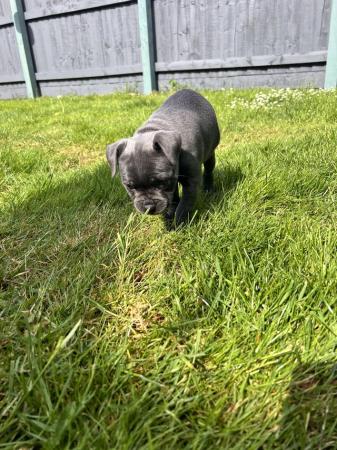 Image 10 of READY NOW! BLUE KCREG Staffordshire BT Puppies