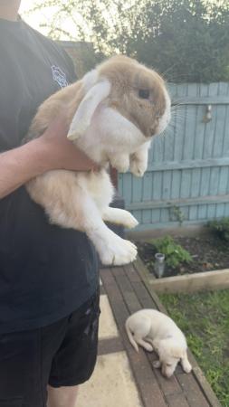 Image 2 of 1 year old mini lop hopper