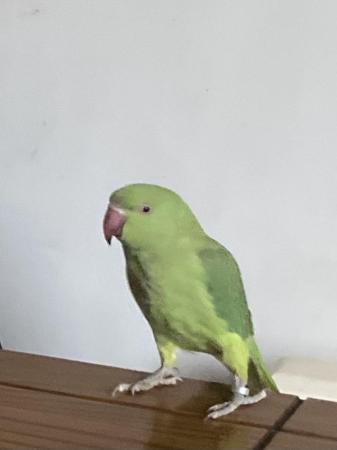 Image 3 of Wanted Indian ringneck companion