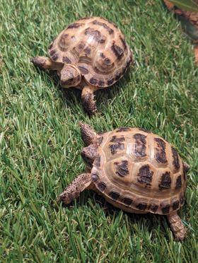 Image 5 of Baby Horsefeild Tortoises