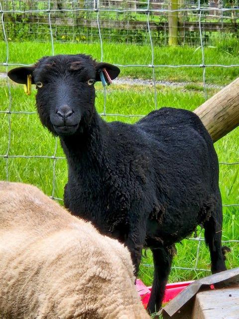Preview of the first image of Ouessant ewes 16 month old.
