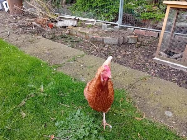 Image 2 of Hen for sale , a few years old don't know specific age