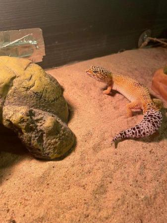 Image 2 of Mixed selection of female geckos for sale