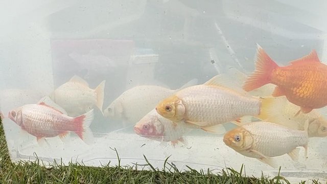 Image 4 of pond goldfish, fan tails and red rudd