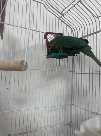 Image 3 of DNA tested male conure for sale