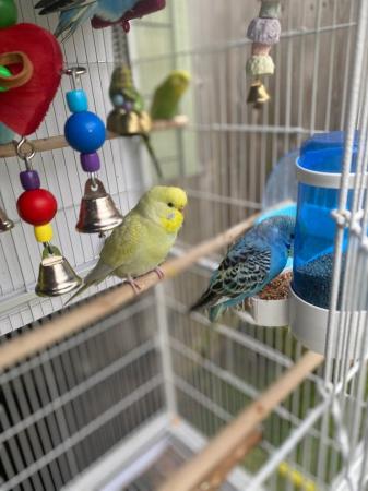 Image 3 of 3 month old baby budgies, all colours £25 (8 LEFT)