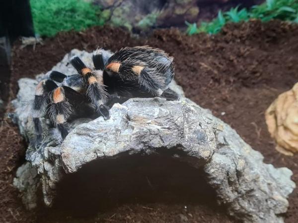 Image 3 of Mexican red knee tarantula