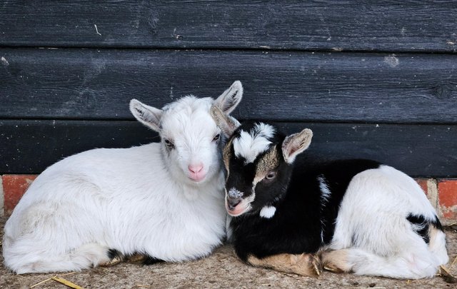 Image 4 of Beautiful Pygmy Kid Goats for Sale