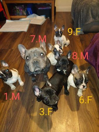 Image 5 of KC registered Beautiful french bulldog pups *UPDATED PICS*