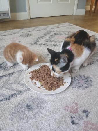 Image 2 of kittens looking for forever loving home
