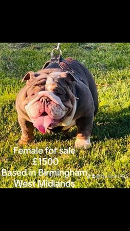 Image 4 of Female English bulldog for sale