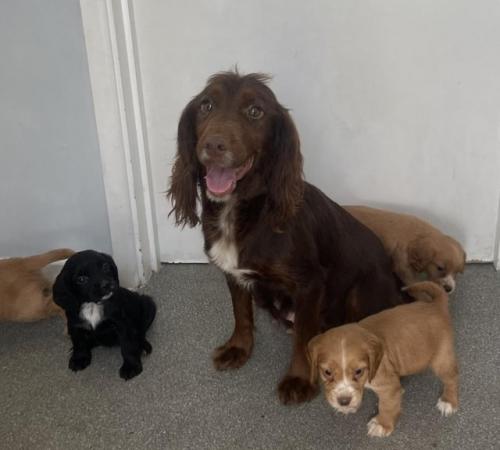 Image 9 of Beautiful litter of cocker spaniel puppies
