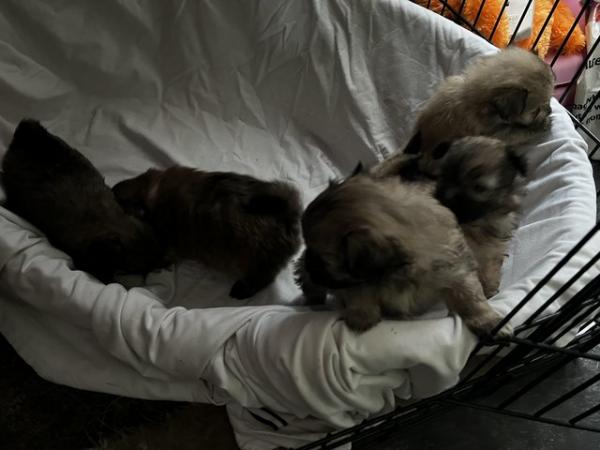 Image 25 of Lhasa apso cross Pomeranian puppies