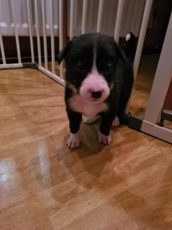 Image 3 of Border collie puppy available