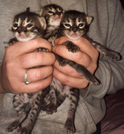Image 7 of Charcoal and gold bengal kittens